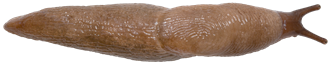 Deroceras agresteÄNGSSNIGEL6,5 × 34,2 mm